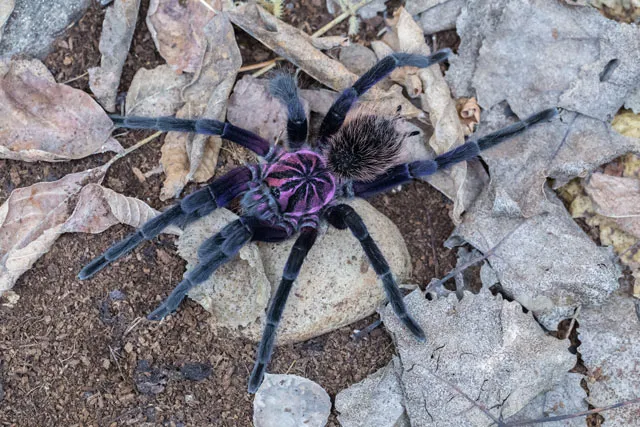 18654 xenesthis intermedia tarantula substrate