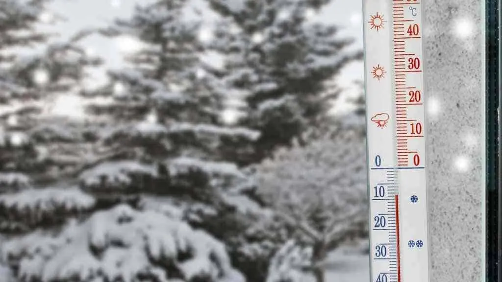 18655 tarantula not eating stress