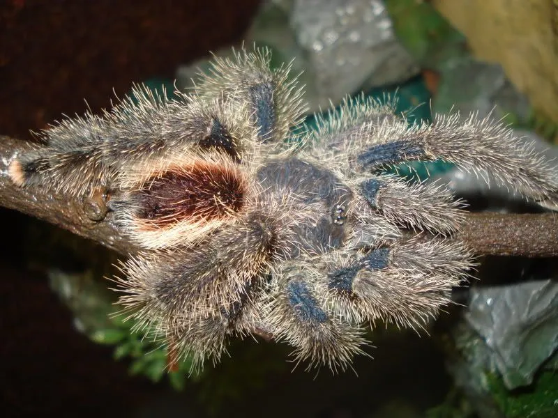 18655 tarantula parasites