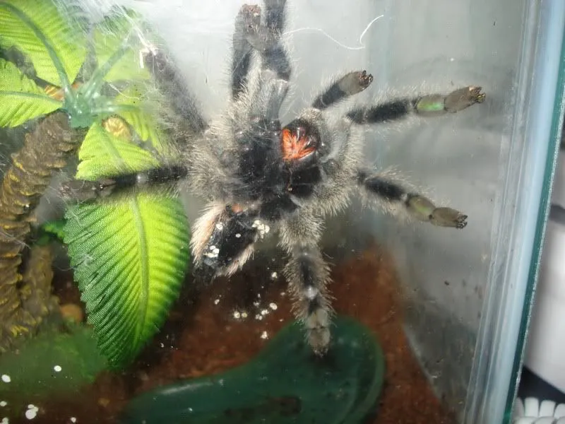 18655 tarantula premolt signs