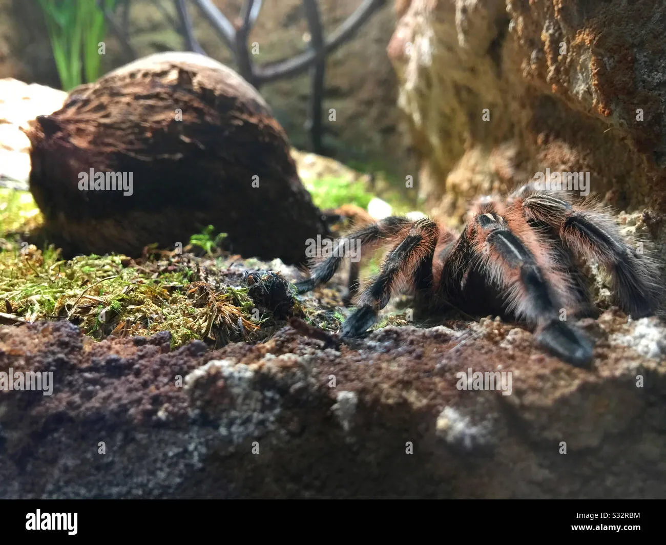 18659 tarantula handling