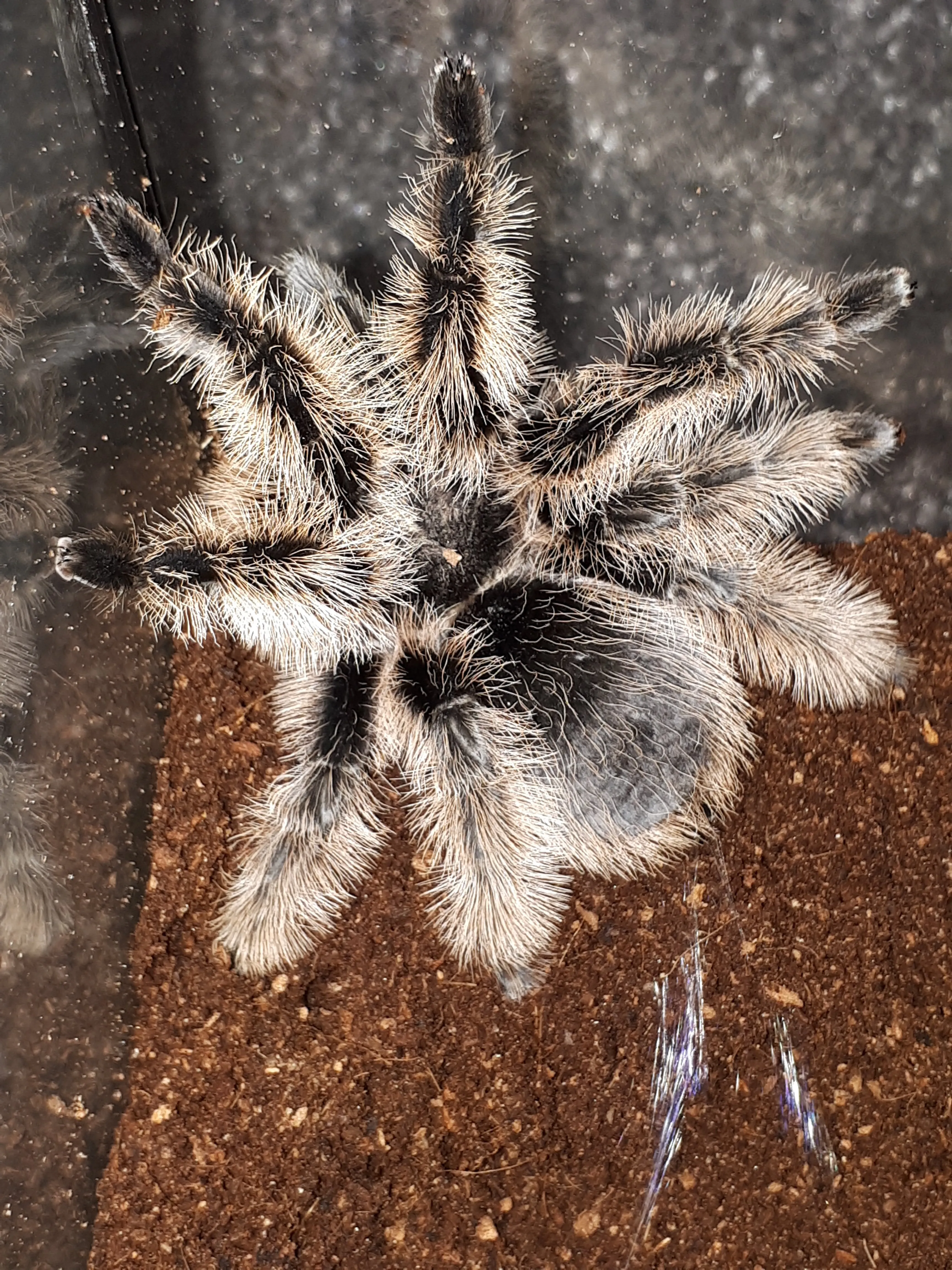 18659 tarantula setae