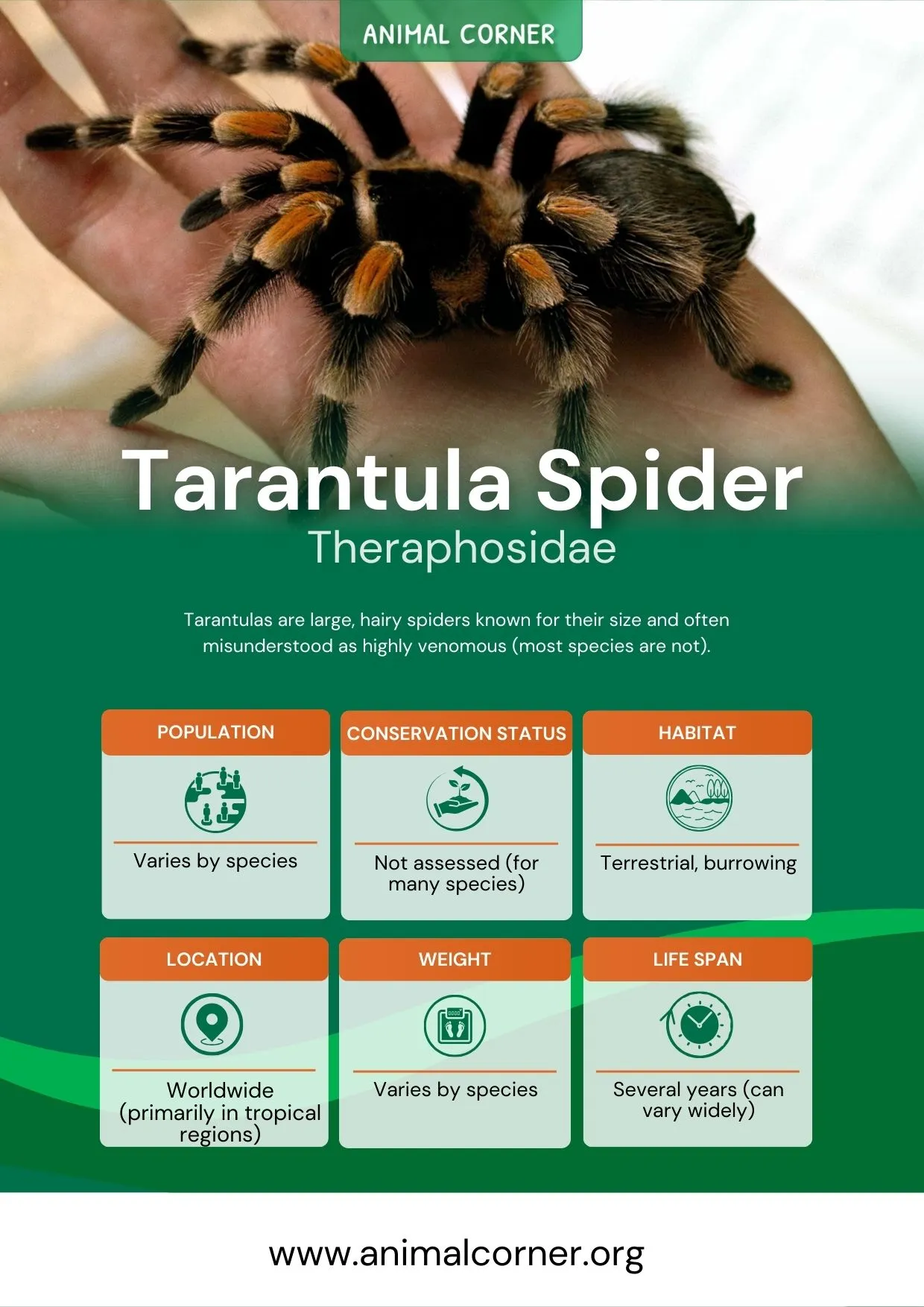 18660 tarantula spider color patterns