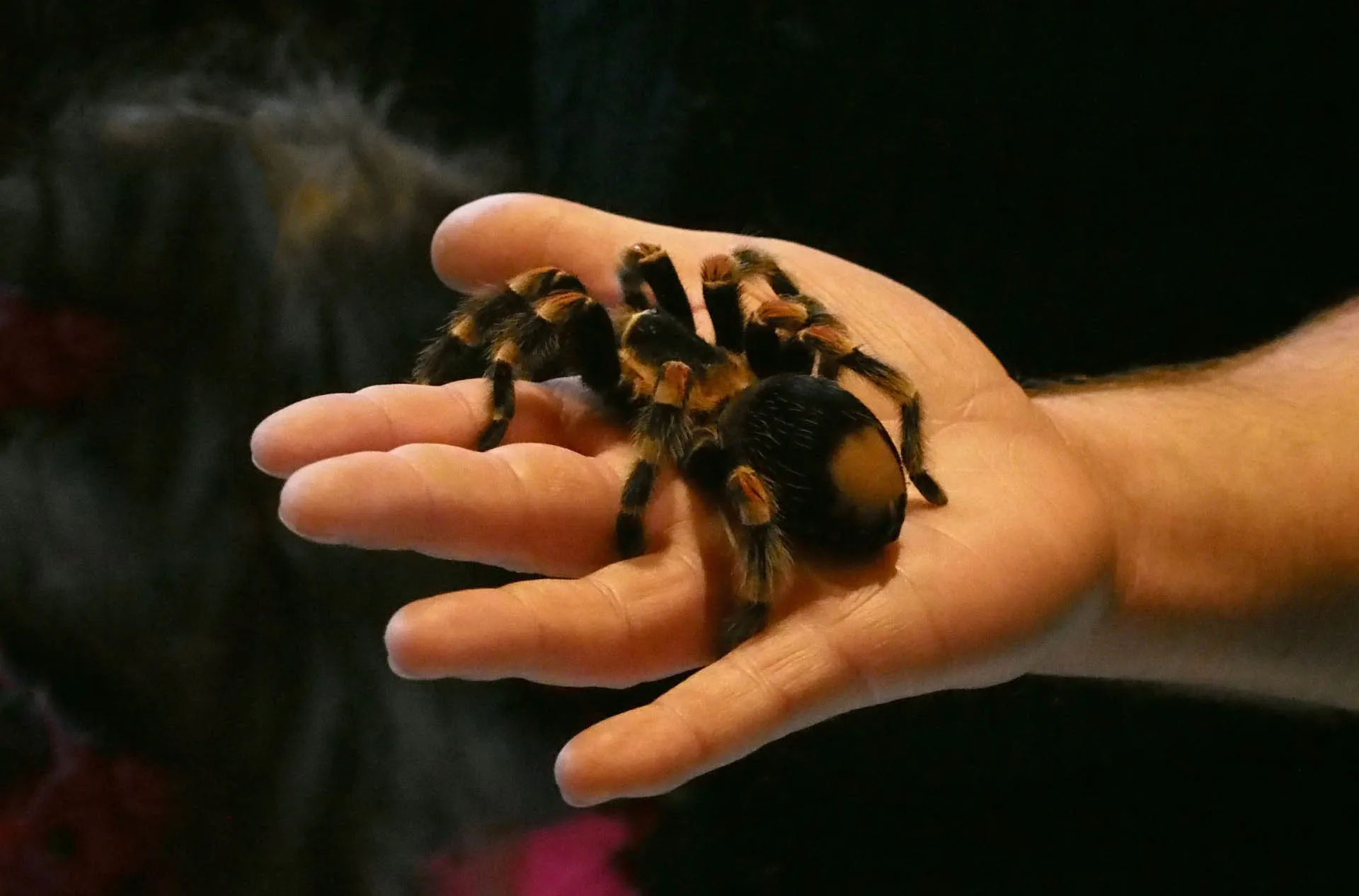 18661 tarantula stress signals