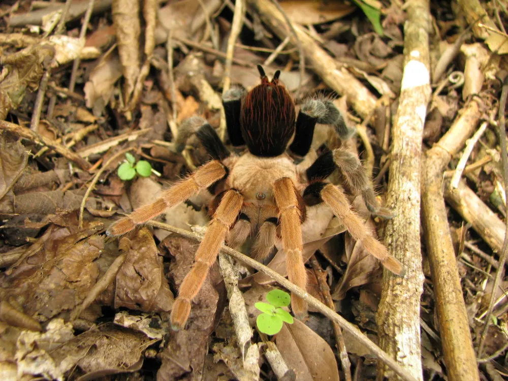 18662 cinnamon tarantula defensive pose