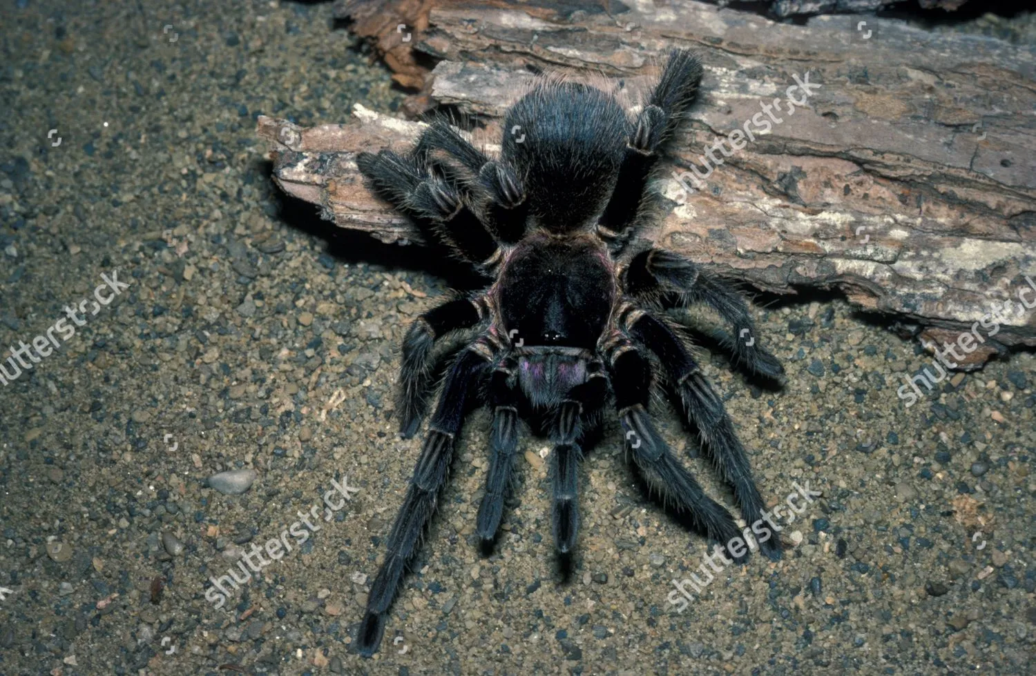 /img/18662-cinnamon-tarantula-ecosystem.webp