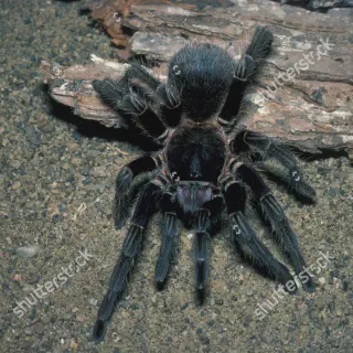 /img/18662-cinnamon-tarantula-ecosystem.webp