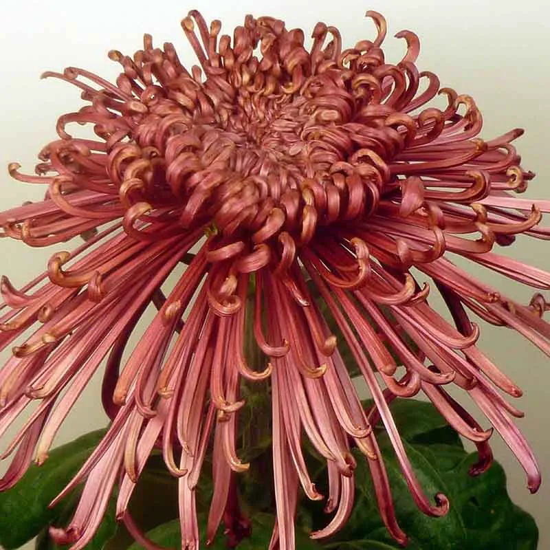 18662 cinnamon tarantula molting