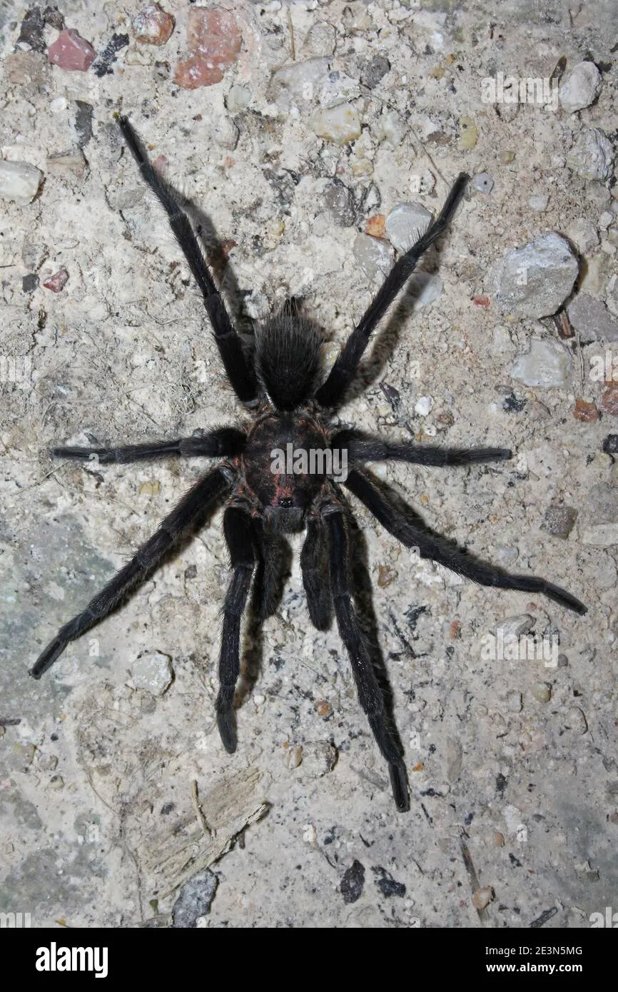 18662 cinnamon tarantula size comparison