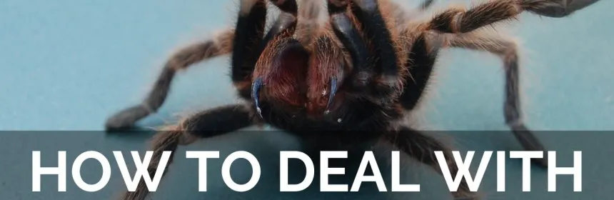 18666 tarantula handling