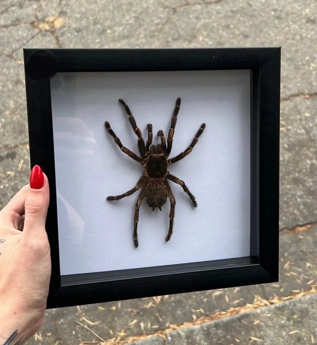 18668 broodfather tarantula parental care