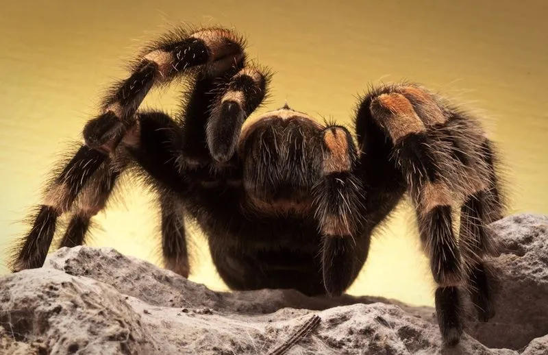 /img/18668-tarantula-captive-environment.webp