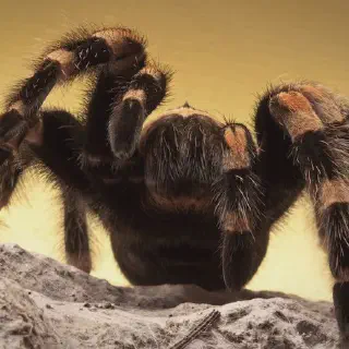 /img/18668-tarantula-captive-environment.webp