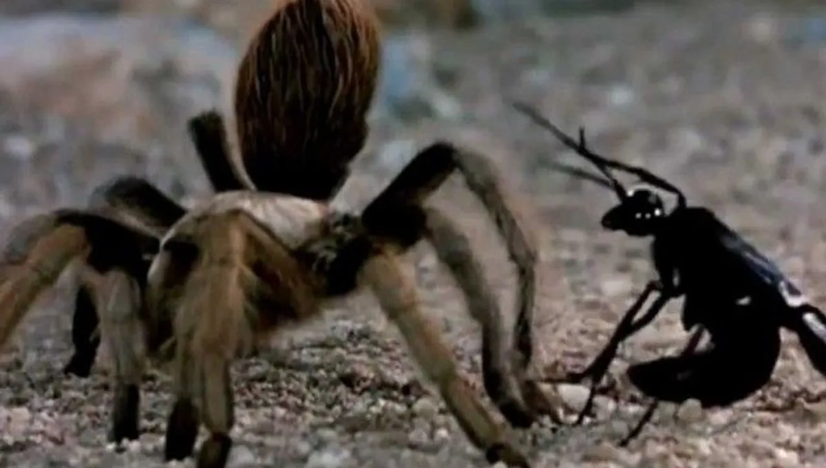 18671 tarantula defensive stance