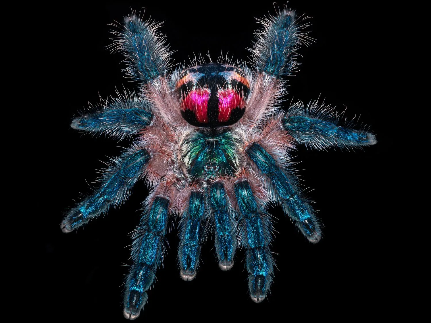 18677 tarantula ipa food pairing