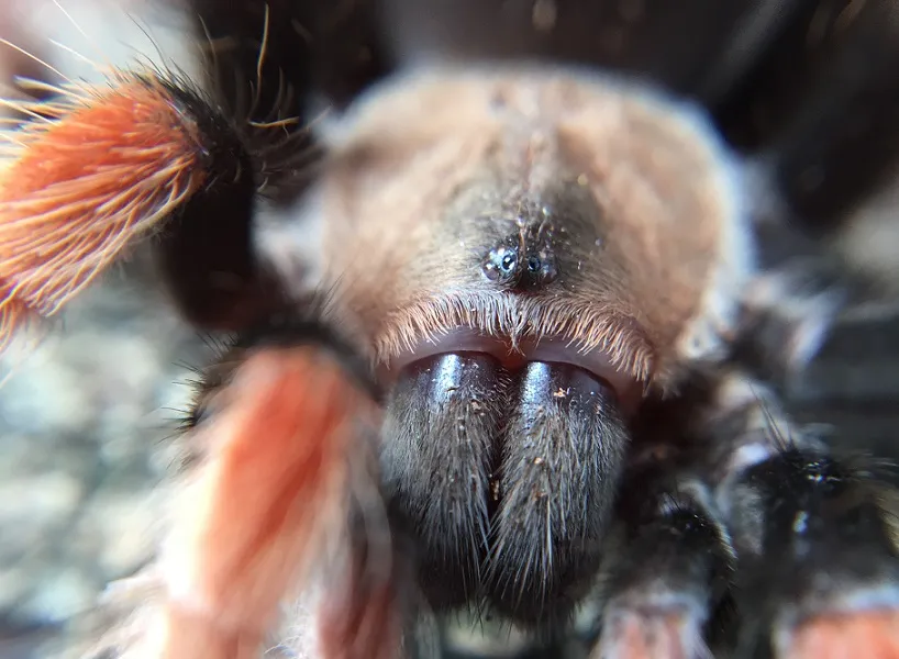 18679 zebra tarantula doctor