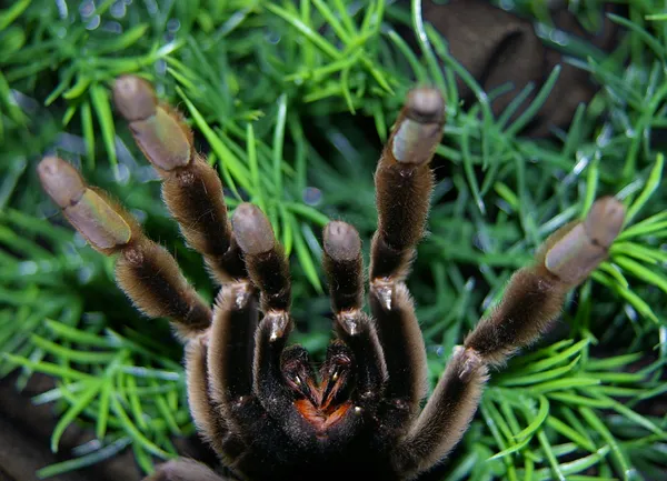 18679 zebra tarantula enclosure