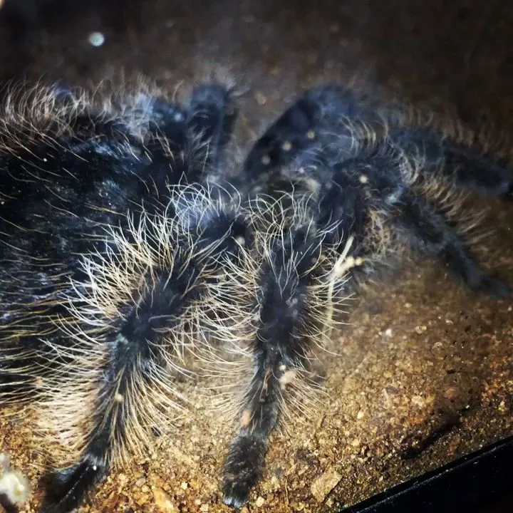 18680 student tarantula observation