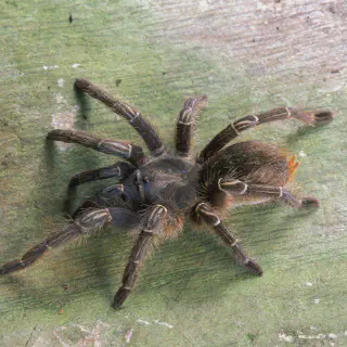 /img/18680-tarantula-enrichment.webp