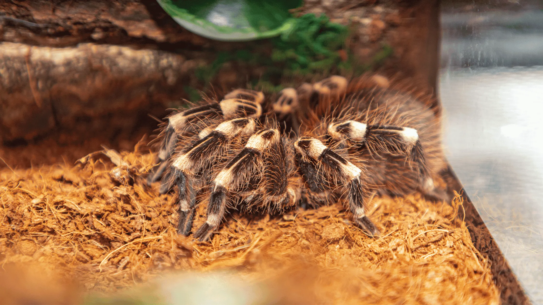 18680 tarantula habitat