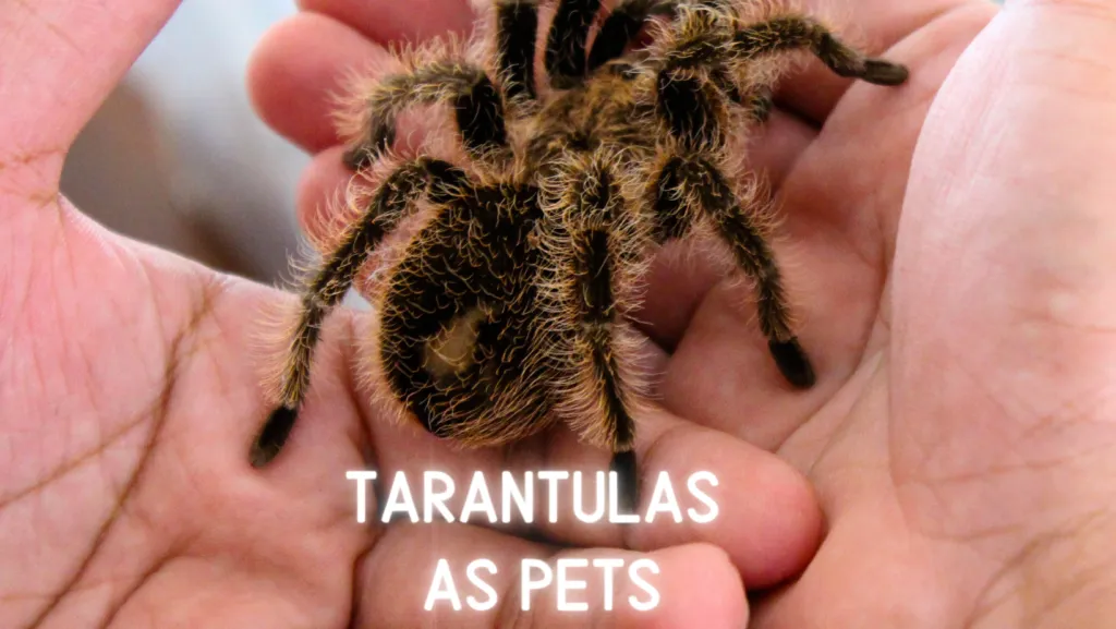 18681 tarantula eating