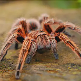 /img/18681-tarantula-handling.webp