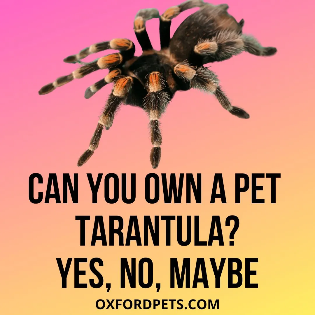 18681 tarantula web building