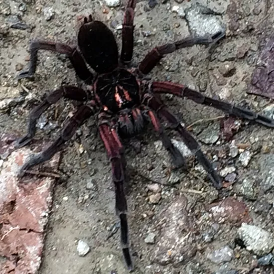 18683 ecuador tarantula overview