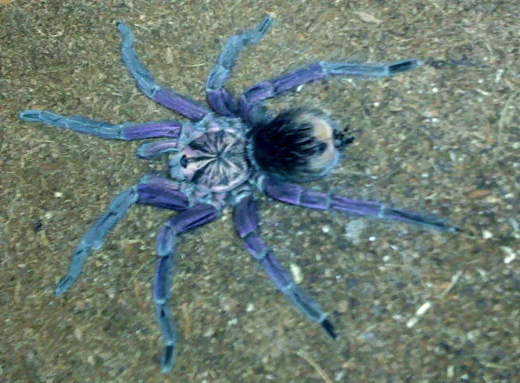 18683 ecuador tarantula species example