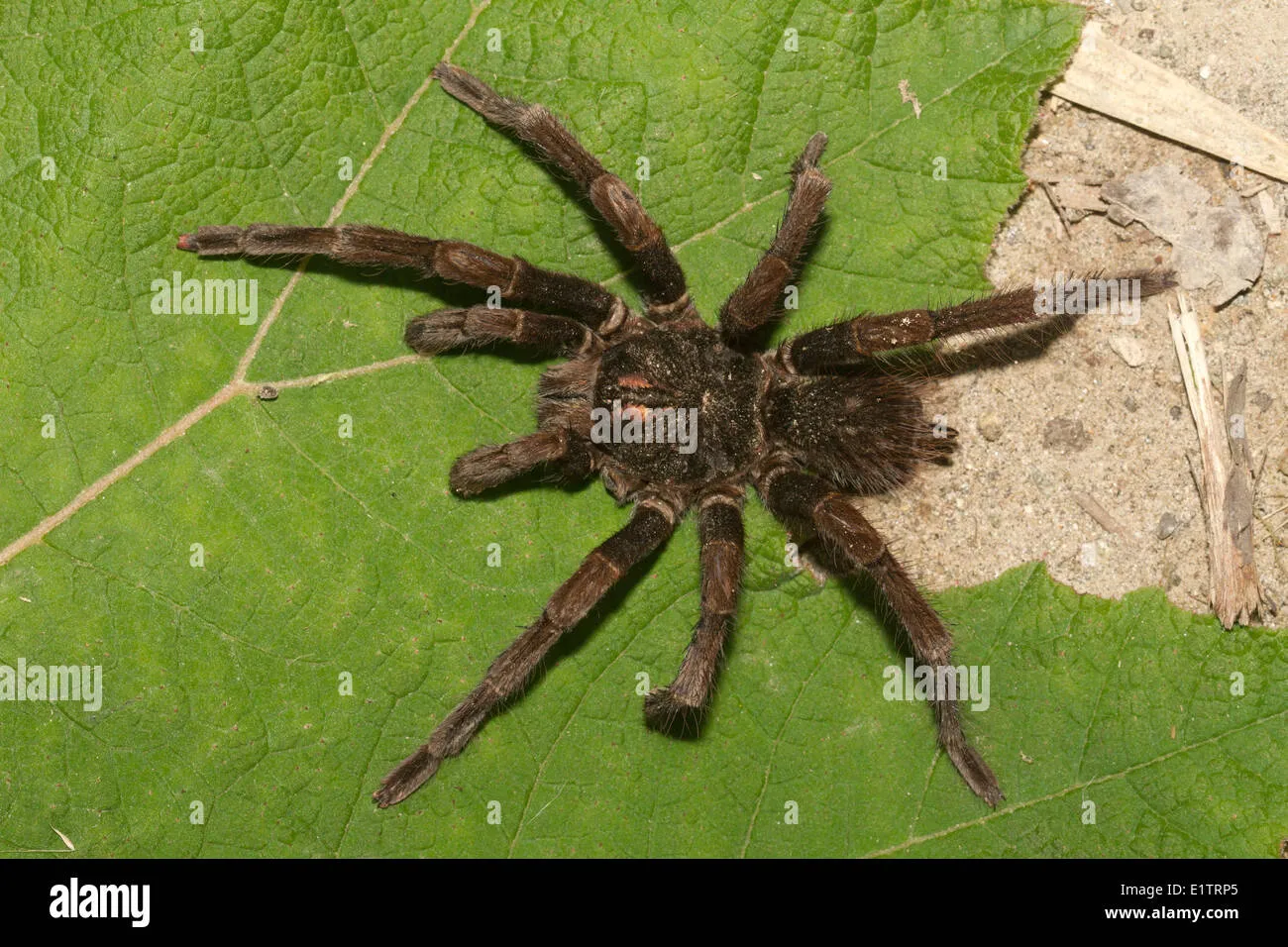 /img/18683-tarantula-handling-safety.webp