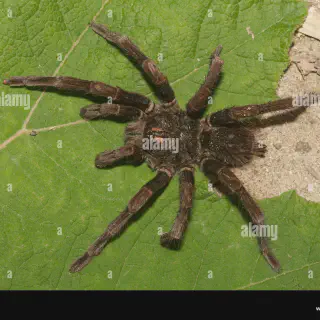 /img/18683-tarantula-handling-safety.webp