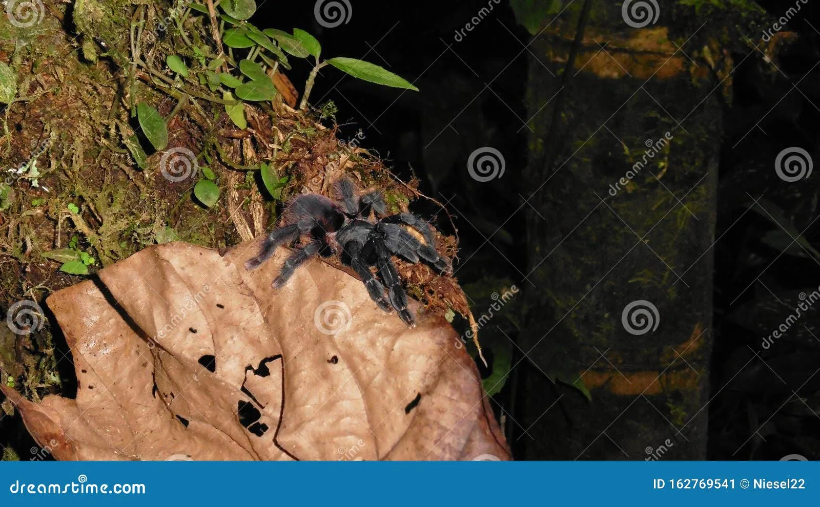 18683 tarantula in ecuador habitat