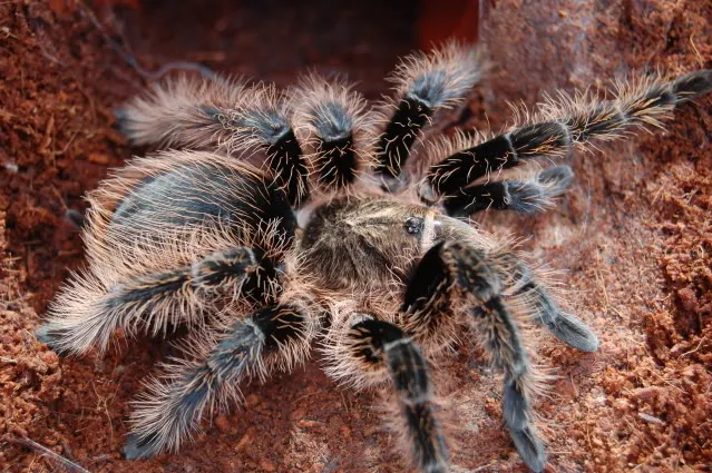 18684 female curly hair tarantula