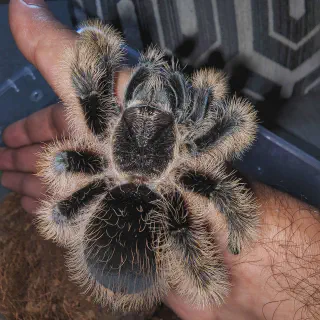 /img/18684-tarantula-care.webp