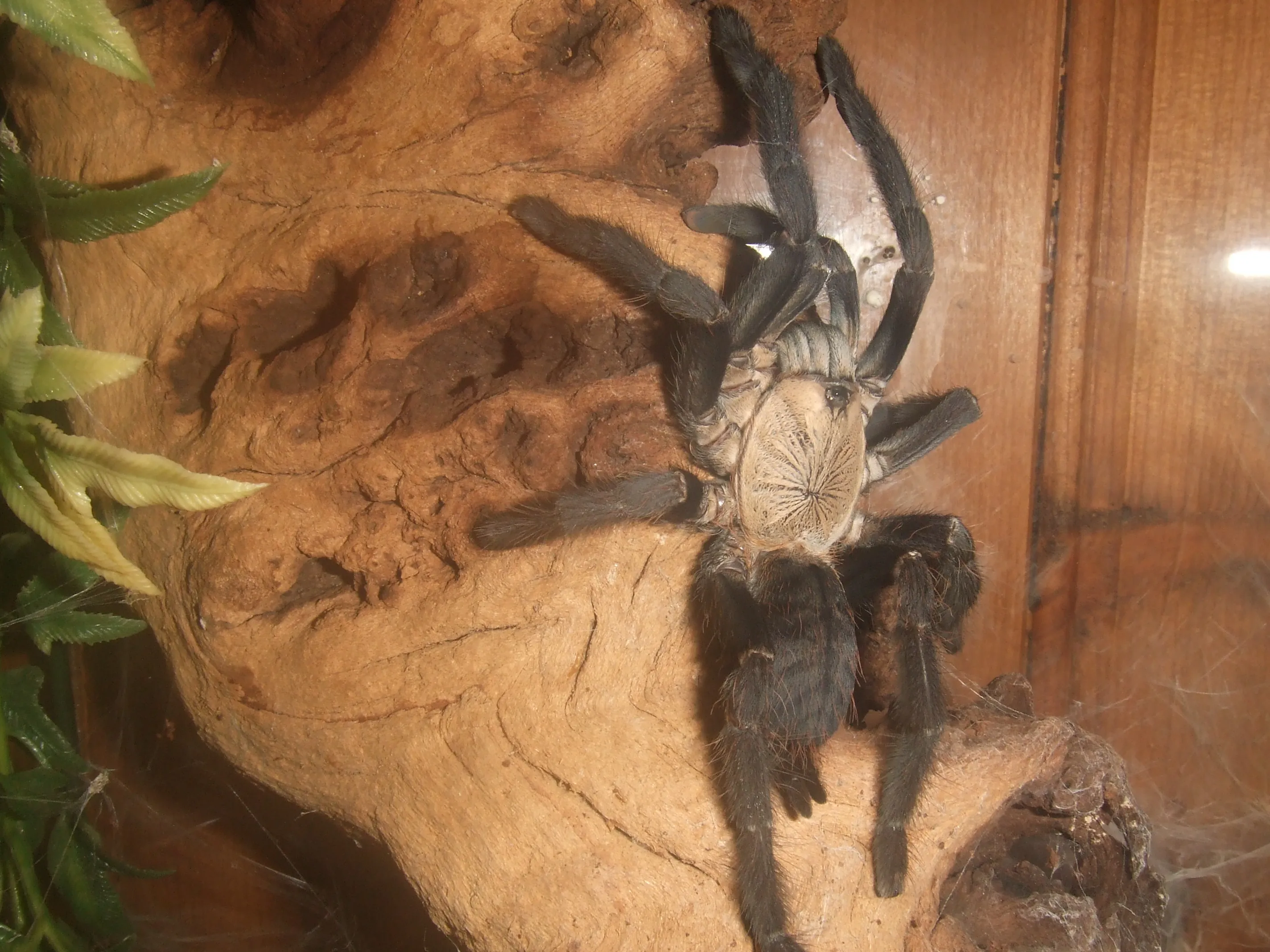 18693 tarantula bite human