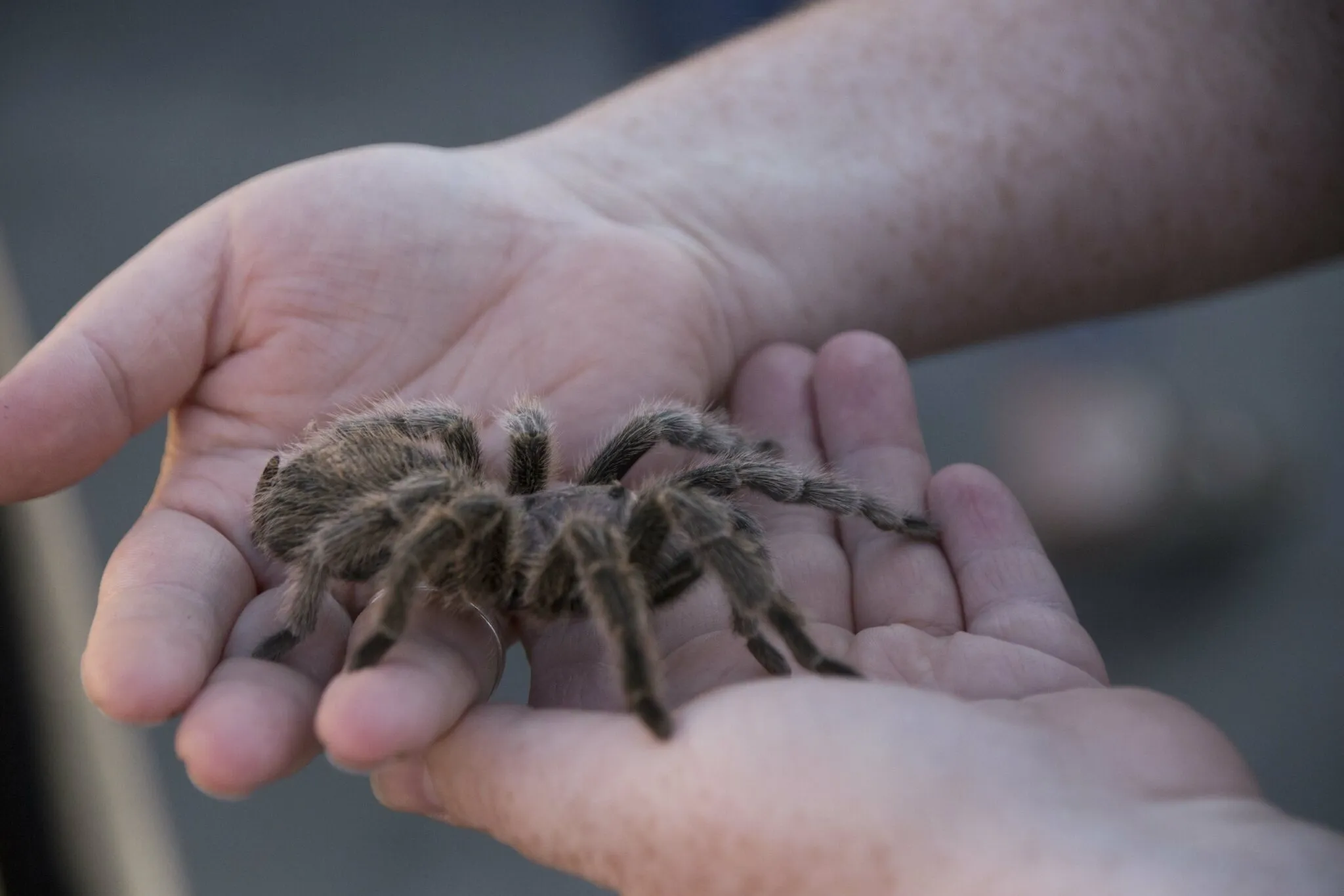18693 tarantula first aid