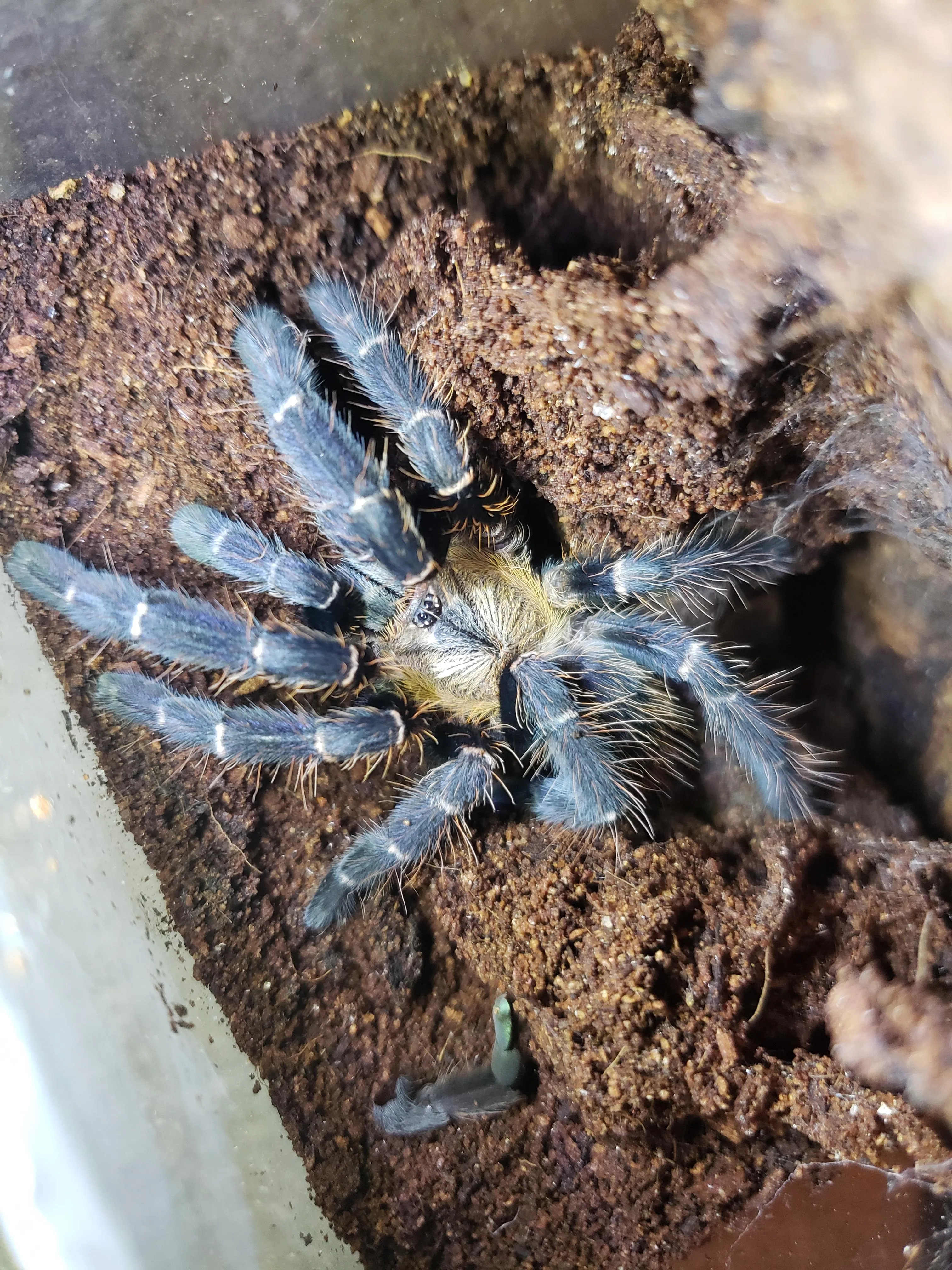 18693 tarantula myths