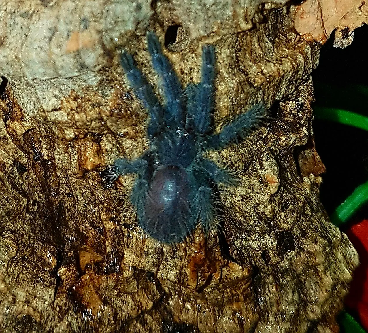 18693 tarantula venom nature
