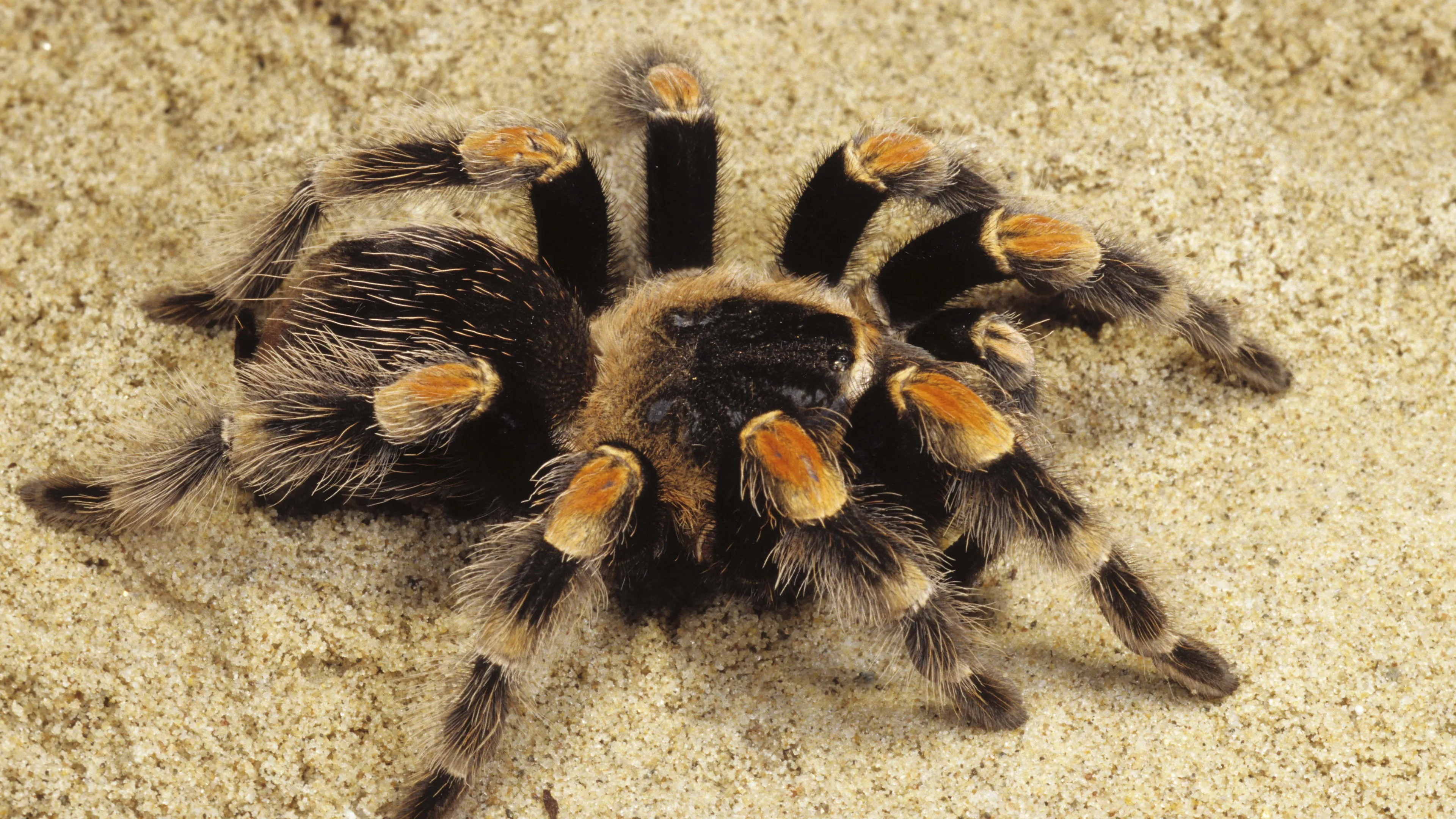 18695 yellow spider tarantula conservation