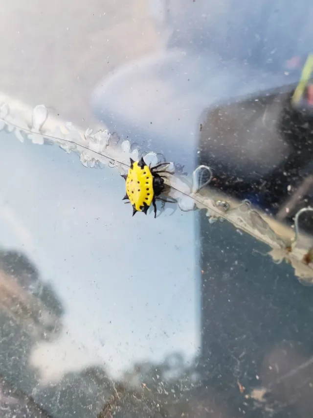 18695 yellow spider tarantula handling