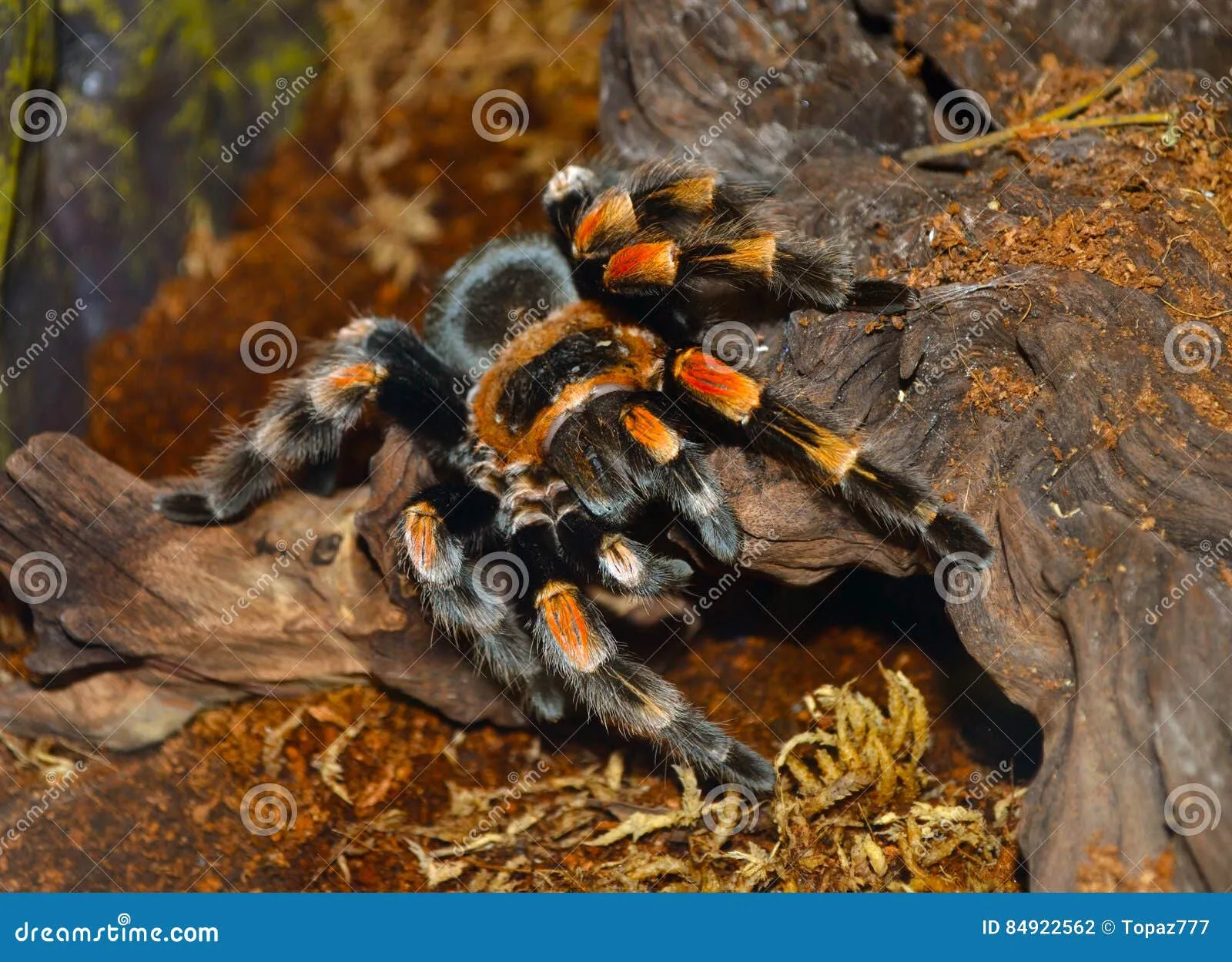 /img/18695-yellow-spider-tarantula-size.webp