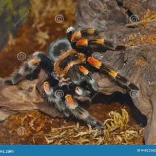 /img/18695-yellow-spider-tarantula-size.webp