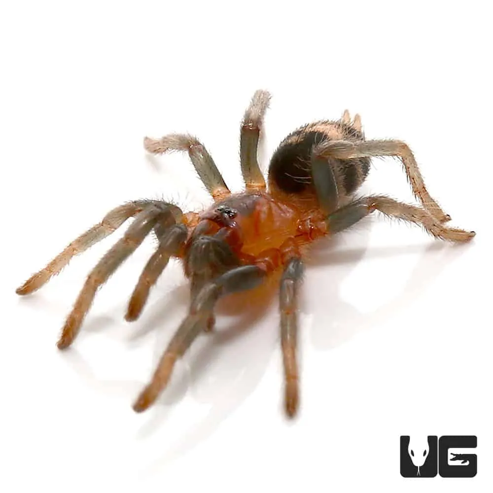 18698 colombian dwarf tarantula feeding