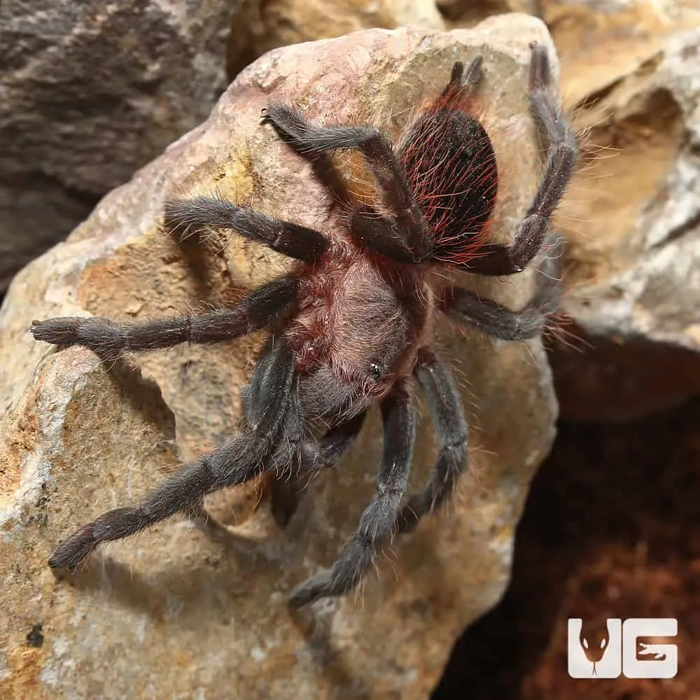 18698 colombian dwarf tarantula handling