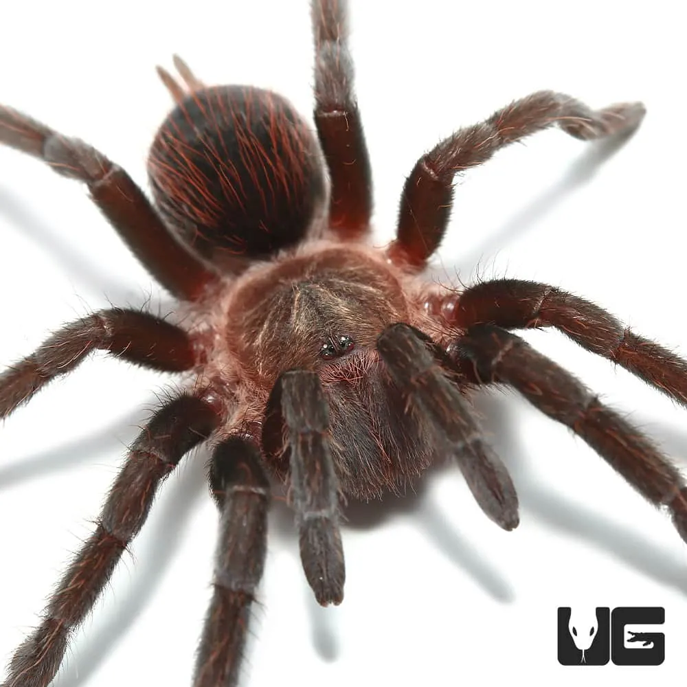 /img/18698-colombian-dwarf-tarantula-health.webp