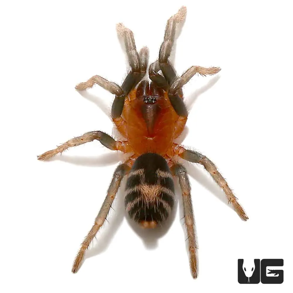 18698 colombian dwarf tarantula mealworm