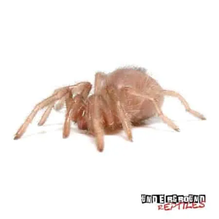 18698 colombian dwarf tarantula substrate