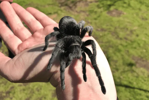 18699 black tarantula spiderling feeding