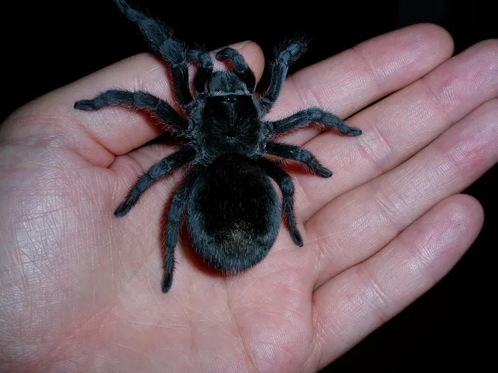 18699 black tarantula spiderling molting