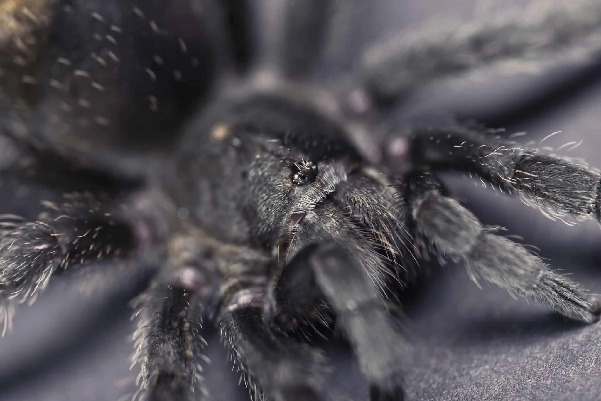 /img/18699-black-tarantula-spiderling-spiderling.webp